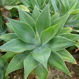 Agave attenuata
